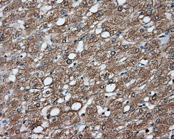 GPI Antibody - IHC of paraffin-embedded liver tissue using anti-GPI mouse monoclonal antibody. (Dilution 1:50).