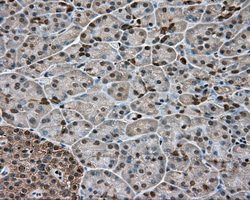 GPI Antibody - IHC of paraffin-embedded pancreas tissue using anti-GPI mouse monoclonal antibody. (Dilution 1:50).