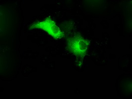 GPI Antibody - Anti-GPI mouse monoclonal antibody  immunofluorescent staining of COS7 cells transiently transfected by pCMV6-ENTRY GPI.