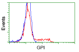 GPI Antibody - HEK293T cells transfected with either pCMV6-ENTRY GPI (Red) or empty vector control plasmid (Blue) were immunostained with anti-GPI mouse monoclonal, and then analyzed by flow cytometry.