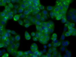 GPI Antibody - Immunofluorescent staining of HT29 cells using anti-GPI mouse monoclonal antibody.
