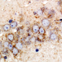GPI Antibody - Immunohistochemical analysis of GPI staining in rat brain formalin fixed paraffin embedded tissue section. The section was pre-treated using heat mediated antigen retrieval with sodium citrate buffer (pH 6.0). The section was then incubated with the antibody at room temperature and detected using an HRP conjugated compact polymer system. DAB was used as the chromogen. The section was then counterstained with hematoxylin and mounted with DPX.