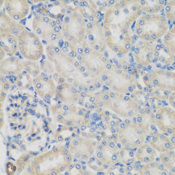 GPI Antibody - Immunohistochemistry of paraffin-embedded rat kidney using GPI antibody at dilution of 1:200 (40x lens).