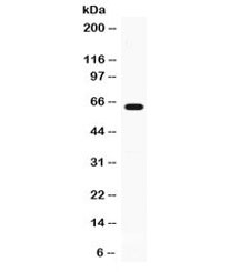 GPI Antibody - Western blot testing of mouse thymus lysate with GPI antibody at 0.5ug/ml. Predicted/observed molecular weight: ~64 kDa.