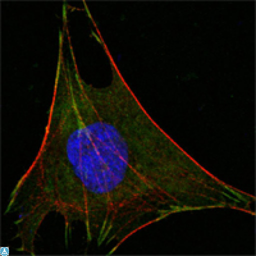 GPI Antibody - Confocal Immunofluorescence (IF) analysis of L-02 cells using GPI Monoclonal Antibody (green). Red: Actin filaments have been labeled with DY-554 phalloidin. Blue: DRAQ5 fluorescent DNA dye.