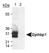 GPIHBP1 Antibody - Detection of Gpihbp1 in transfected lysate (Lane 1). An empty vector lysate was used as a negative control (Lane 2).  This image was taken for the unconjugated form of this product. Other forms have not been tested.