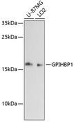 GPIHBP1 Antibody - Western blot analysis of extracts of various cell lines using GPIHBP1 Polyclonal Antibody at dilution of 1:3000.