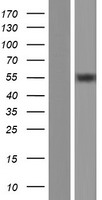 GPKOW Protein - Western validation with an anti-DDK antibody * L: Control HEK293 lysate R: Over-expression lysate