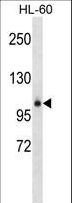 GPLD1 / GPIPLD Antibody - GPLD1 Antibody western blot of HL-60 cell line lysates (35 ug/lane). The GPLD1 antibody detected the GPLD1 protein (arrow).