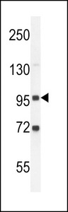 GPLD1 / GPIPLD Antibody - GPLD2-R694 western blot of K562 cell line lysates (35 ug/lane). The GPLD2 antibody detected the GPLD2 protein (arrow).