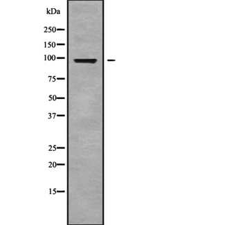 GPLD1 / GPIPLD Antibody - Western blot analysis GPLD1 using K562 whole cells lysates