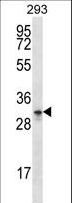 GPM6A / Glycoprotein M6A Antibody - GPM6A Antibody western blot of 293 cell line lysates (35 ug/lane). The GPM6A antibody detected the GPM6A protein (arrow).