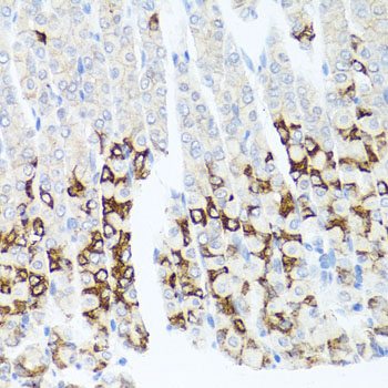 GPM6A / Glycoprotein M6A Antibody - Immunohistochemistry of paraffin-embedded mouse stomach tissue.
