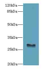 GPM6B Antibody - Western blot. All lanes: GPM6B antibody at 5 ug/ml+Mos- brain tissue Goat polyclonal to rabbit at 1:10000 dilution. Predicted band size: 29 kDa. Observed band size: 29 kDa.