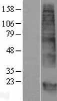 GPM6B Protein - Western validation with an anti-DDK antibody * L: Control HEK293 lysate R: Over-expression lysate