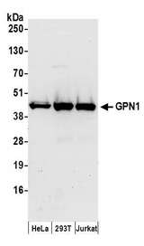 GPN1 / XAB1 Antibody - Detection of human GPN1 by western blot. Samples: Whole cell lysate (50 µg) from HeLa, HEK293T, and Jurkat cells prepared using NETN lysis buffer. Antibodies: Affinity purified rabbit anti-GPN1 antibody used for WB at 0.1 µg/ml. Detection: Chemiluminescence with an exposure time of 30 seconds.