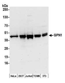 GPN1 / XAB1 Antibody - Detection of human and mouse GPN1 by western blot. Samples: Whole cell lysate (50 µg) from HeLa, HEK293T, Jurkat, mouse TCMK-1, and mouse NIH 3T3 cells prepared using NETN lysis buffer. Antibodies: Affinity purified rabbit anti-GPN1 antibody used for WB at 0.1 µg/ml. Detection: Chemiluminescence with an exposure time of 30 seconds.