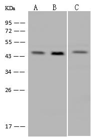 GPN1 / XAB1 Antibody - Anti-GPN1 rabbit polyclonal antibody at 1:500 dilution. Lane A: HL-60 Whole Cell Lysate. Lane B: HeLa Whole Cell Lysate. Lane C: U-251 MG Whole Cell Lysate. Lysates/proteins at 30 ug per lane. Secondary: Goat Anti-Rabbit IgG (H+L)/HRP at 1/10000 dilution. Developed using the ECL technique. Performed under reducing conditions. Predicted band size: 42 kDa. Observed band size: 44 kDa.