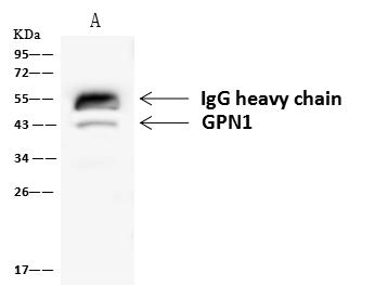 GPN1 / XAB1 Antibody - GPN1 was immunoprecipitated using: Lane A: 0.5 mg HeLa Whole Cell Lysate. 4 uL anti-GPN1 rabbit polyclonal antibody and 60 ug of Immunomagnetic beads Protein A/G. Primary antibody: Anti-GPN1 rabbit polyclonal antibody, at 1:100 dilution. Secondary antibody: Goat Anti-Rabbit IgG (H+L)/HRP at 1/10000 dilution. Developed using the ECL technique. Performed under reducing conditions. Predicted band size: 42 kDa. Observed band size: 43 kDa.