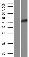GPN1 / XAB1 Protein - Western validation with an anti-DDK antibody * L: Control HEK293 lysate R: Over-expression lysate