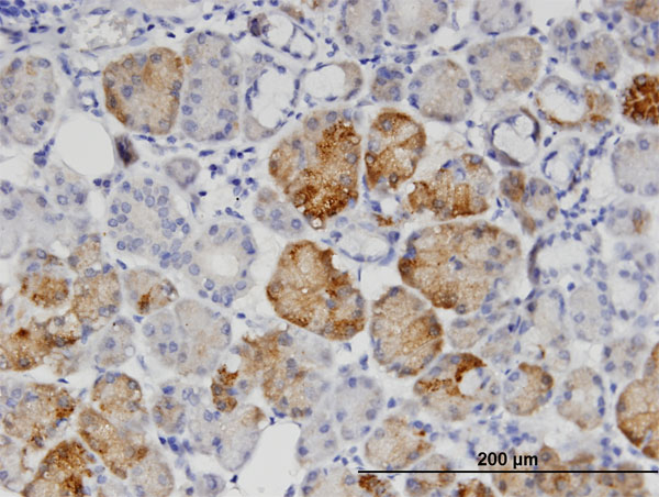 Gpnat1 / GNPNAT1 Antibody - Immunoperoxidase of monoclonal antibody to GNPNAT1 on formalin-fixed paraffin-embedded human salivary gland. [antibody concentration 3 ug/ml]