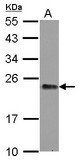 Gpnat1 / GNPNAT1 Antibody - Sample (30 ug of whole cell lysate) A: HeLa 12% SDS PAGE GNPNAT1 antibody diluted at 1:1000