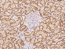 Gpnat1 / GNPNAT1 Antibody - Immunochemical staining of human GNPNAT1 in human kidney with rabbit polyclonal antibody at 1:500 dilution, formalin-fixed paraffin embedded sections.