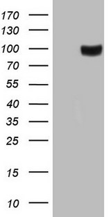 GPNMB / Osteoactivin Antibody - HEK293T cells were transfected with the pCMV6-ENTRY control (Left lane) or pCMV6-ENTRY GPNMB (Right lane) cDNA for 48 hrs and lysed. Equivalent amounts of cell lysates (5 ug per lane) were separated by SDS-PAGE and immunoblotted with anti-GPNMB.