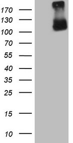 GPNMB / Osteoactivin Antibody - HEK293T cells were transfected with the pCMV6-ENTRY control. (Left lane) or pCMV6-ENTRY GPNMB. (Right lane) cDNA for 48 hrs and lysed. Equivalent amounts of cell lysates. (5 ug per lane) were separated by SDS-PAGE and immunoblotted with anti-GPNMB. (1:500)