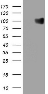 GPNMB / Osteoactivin Antibody - HEK293T cells were transfected with the pCMV6-ENTRY control (Left lane) or pCMV6-ENTRY GPNMB (Right lane) cDNA for 48 hrs and lysed. Equivalent amounts of cell lysates (5 ug per lane) were separated by SDS-PAGE and immunoblotted with anti-GPNMB.