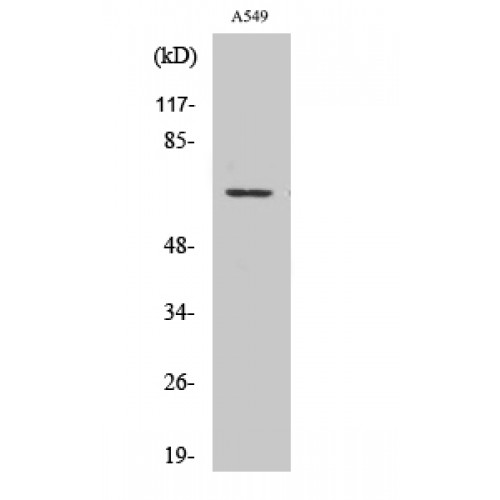 GPR108 Antibody - Western blot of GPR108 antibody