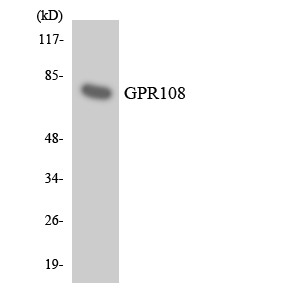 GPR108 Antibody - Western blot analysis of the lysates from HT-29 cells using GPR108 antibody.