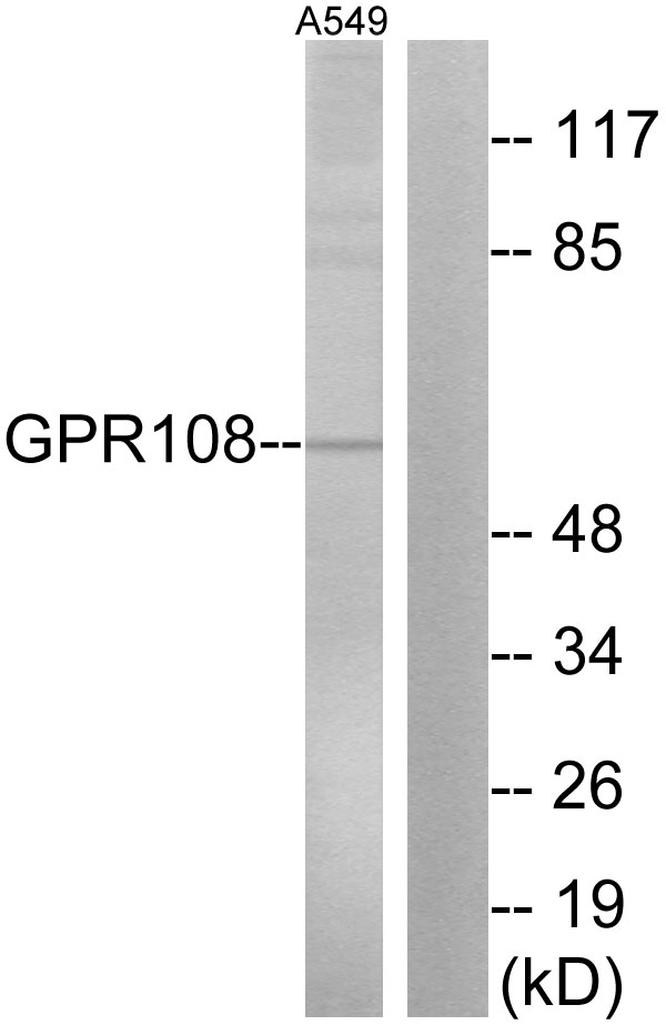 GPR108 Antibody - Western blot analysis of lysates from A549 cells, using GPR108 Antibody. The lane on the right is blocked with the synthesized peptide.