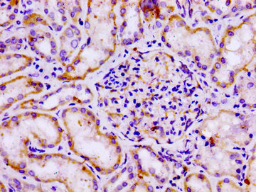 GPR12 Antibody - Immunohistochemistry image at a dilution of 1:100 and staining in paraffin-embedded human kidney tissue performed on a Leica BondTM system. After dewaxing and hydration, antigen retrieval was mediated by high pressure in a citrate buffer (pH 6.0) . Section was blocked with 10% normal goat serum 30min at RT. Then primary antibody (1% BSA) was incubated at 4 °C overnight. The primary is detected by a biotinylated secondary antibody and visualized using an HRP conjugated SP system.