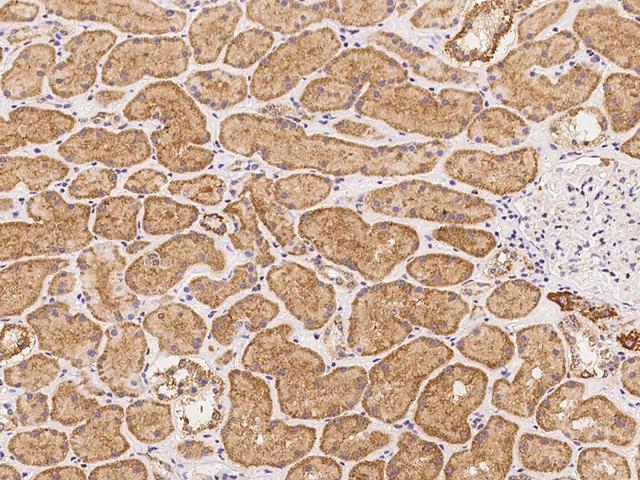 GPR12 Antibody - Immunochemical staining of human GPR12 in human kidney with rabbit polyclonal antibody at 1:100 dilution, formalin-fixed paraffin embedded sections.