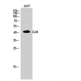 GPR132 / G2A Antibody - Western blot of G2A antibody