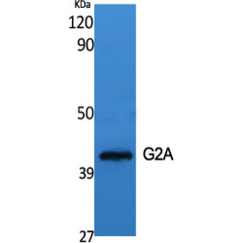 GPR132 / G2A Antibody - Western blot of G2A antibody