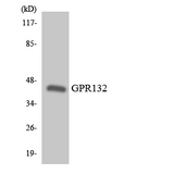 GPR132 / G2A Antibody - Western blot analysis of the lysates from HT-29 cells using GPR132 antibody.