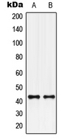 GPR132 / G2A Antibody - Western blot analysis of GPR132 expression in U251MG (A); U2OS (B) whole cell lysates.