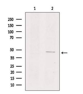 GPR135 Antibody - Western blot analysis of extracts of mouse kidney using GPR135 antibody. Lane 1 was treated with the antigen-specific peptide.
