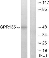 GPR135 Antibody - Western blot analysis of extracts from NIH-3T3 cells, using GPR135 antibody.