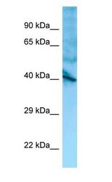 GPR137 Antibody - GPR137 antibody Western Blot of Fetal Stomach.  This image was taken for the unconjugated form of this product. Other forms have not been tested.