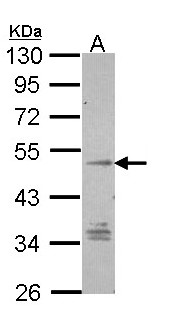 GPR137B Antibody - Sample (30 ug of whole cell lysate). A: Hep G2 . 10% SDS PAGE. GPR137B antibody diluted at 1:1000.