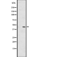 GPR137B Antibody - Western blot analysis of GPR137B expression in HepG2 cells lysate. The lane on the left is treated with the antigen-specific peptide.