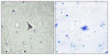 GPR137C / TM7SF1L2 Antibody - Peptide - + Immunohistochemistry analysis of paraffin-embedded human brain tissue using GPR137C antibody.