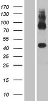 GPR137C / TM7SF1L2 Protein - Western validation with an anti-DDK antibody * L: Control HEK293 lysate R: Over-expression lysate