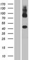 GPR137C / TM7SF1L2 Protein - Western validation with an anti-DDK antibody * L: Control HEK293 lysate R: Over-expression lysate