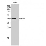 GPR139 Antibody - Western blot of GPR139 antibody