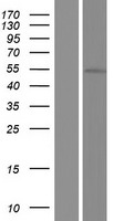 GPR142 Protein - Western validation with an anti-DDK antibody * L: Control HEK293 lysate R: Over-expression lysate