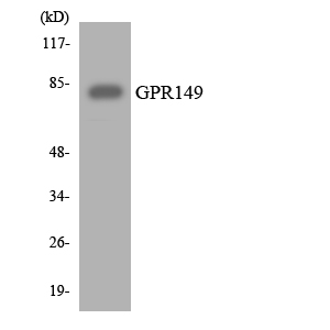 GPR149 / PGR10 Antibody - Western blot analysis of the lysates from 293 cells using GPR149 antibody.